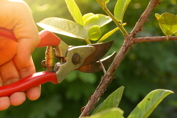 Best Fruit Tree Pruning  in Hawthorne, NY